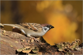 <p>VRABEC POLNÍ (Passer montanus) /Eurasian tree sparrow -Feldsperling/</p>